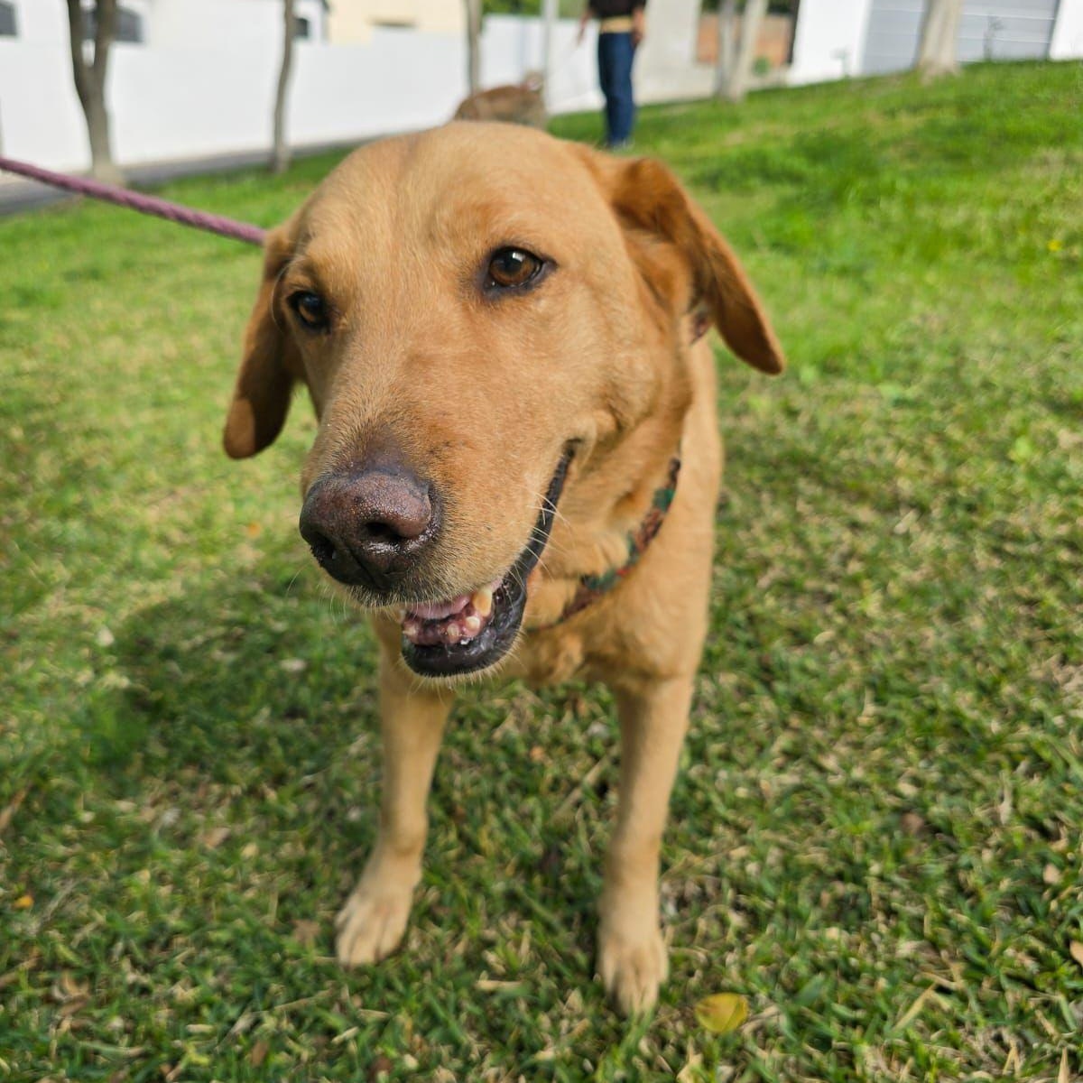 Enlarge Sol (Sun), a ADOPTABLE mixed breed in Tijuana, BCN image 4/6