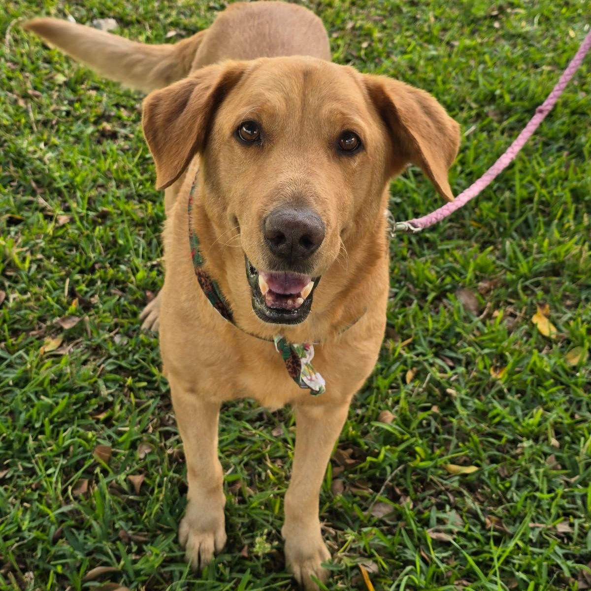 Sol (Sun), ADOPTABLE, Adult Female Yellow Labrador Retriever & Golden Retriever.