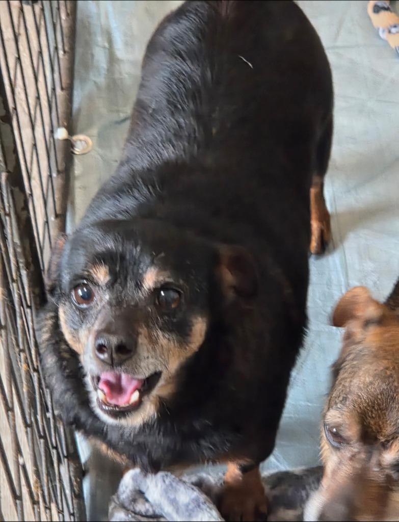 Cooper, Adoptable, Adult Male Chihuahua & Dachshund.