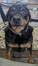 Cooper, Adoptable, Adult Male Chihuahua & Miniature Pinscher.