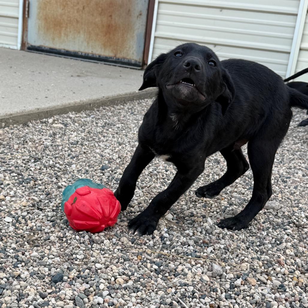 Enlarge Homeigh, a Adoptable mixed breed in Detroit Lakes, MN image 2/6