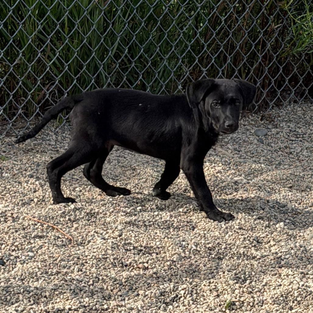 Enlarge Homeigh, a Adoptable mixed breed in Detroit Lakes, MN image 3/6