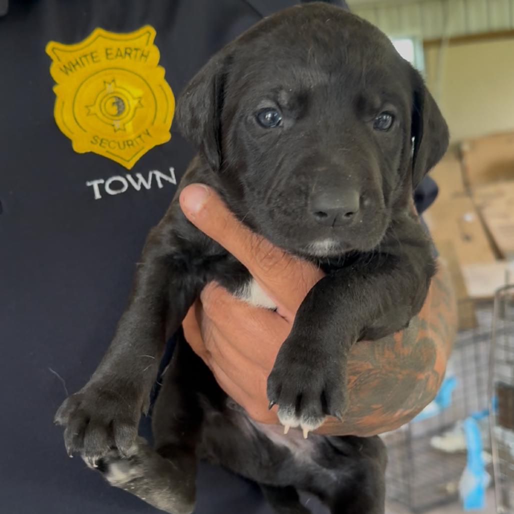 Enlarge Homeigh, a Adoptable mixed breed in Detroit Lakes, MN image 1/1