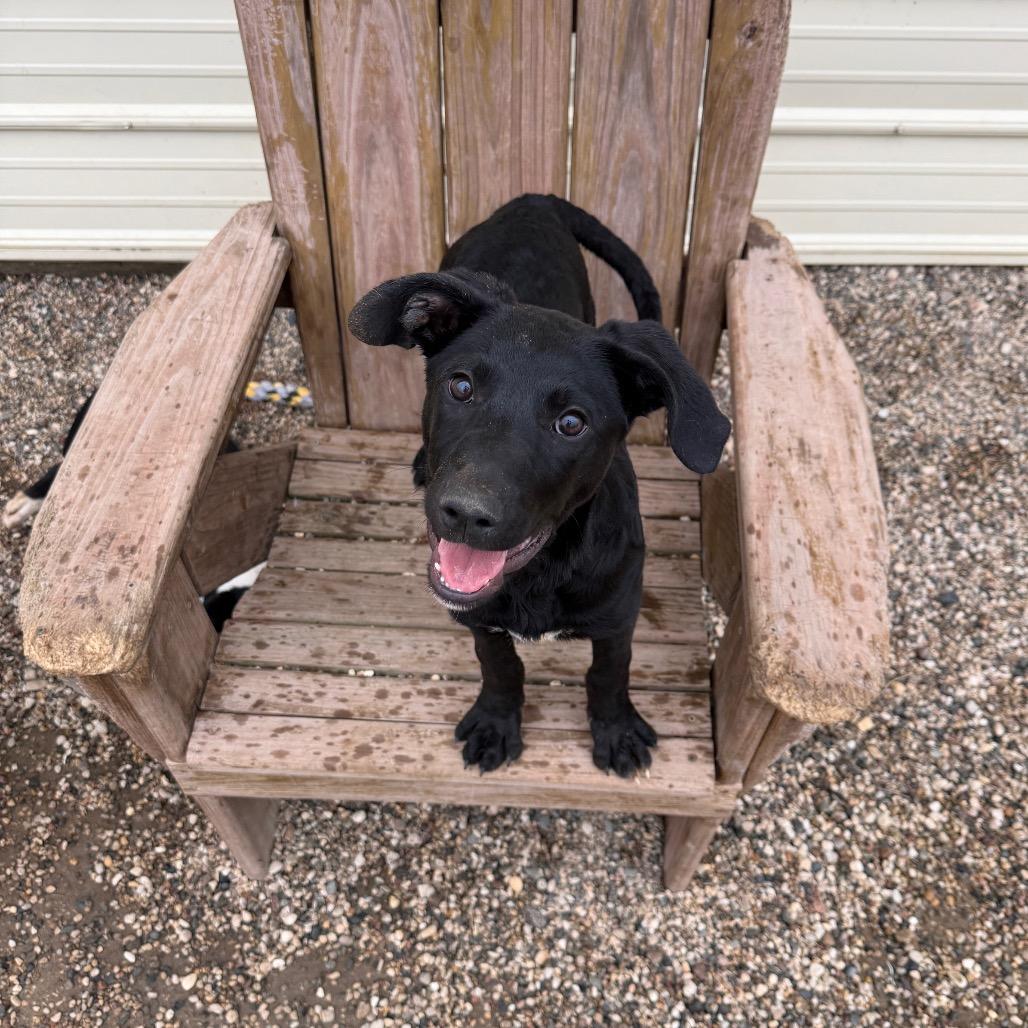 Enlarge Homeigh, a Adoptable mixed breed in Detroit Lakes, MN image 4/6