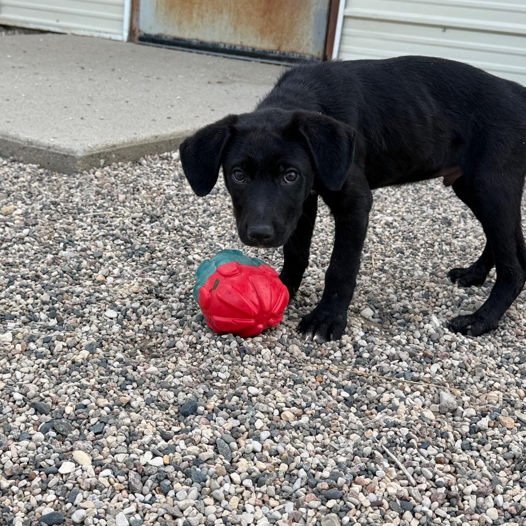 Enlarge Homeigh, a Adoptable mixed breed in Detroit Lakes, MN image 5/6