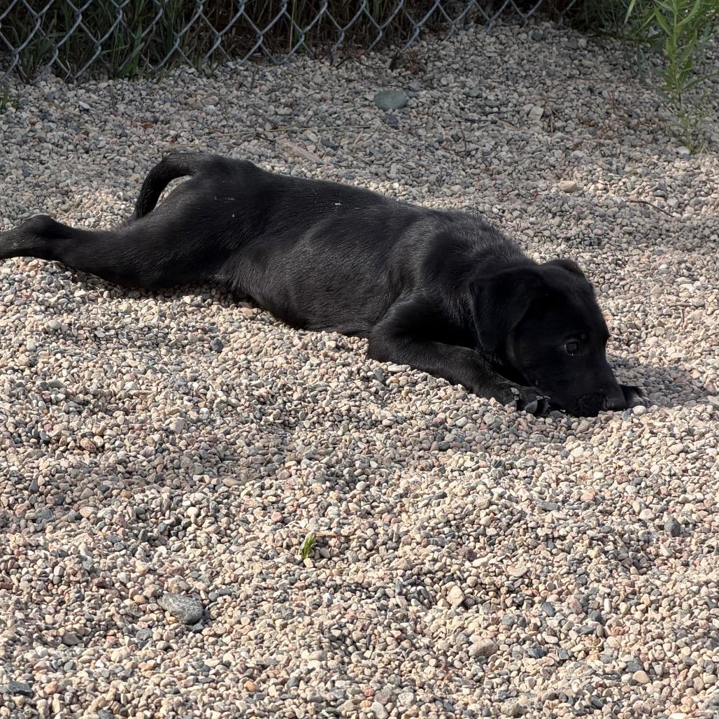 Enlarge Homeigh, a Adoptable mixed breed in Detroit Lakes, MN image 6/6