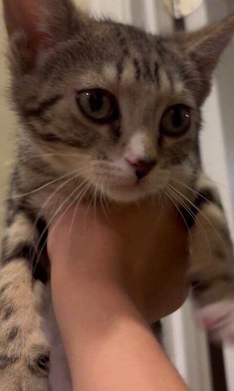 Fiona - Lucky Charms Litter, a Adoptable Tabby in Anthem, AZ image 1/4