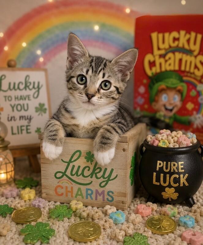 Fiona - Lucky Charms Litter, a Adoptable Tabby in Anthem, AZ image 2/4