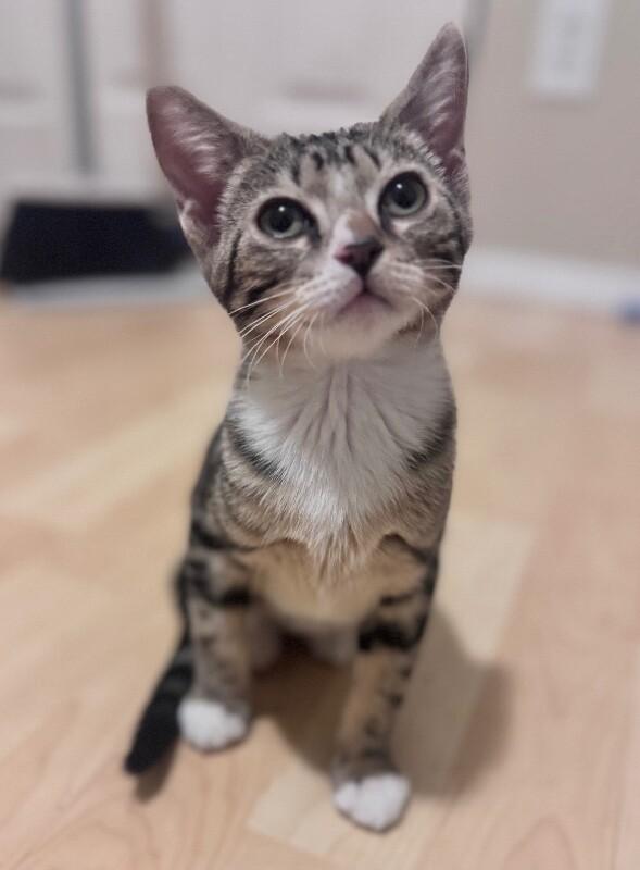 Fiona - Lucky Charms Litter, a Adoptable Tabby in Anthem, AZ image 3/4