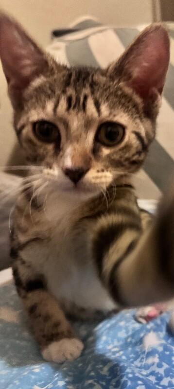 Fiona - Lucky Charms Litter, a Adoptable Tabby in Anthem, AZ image 4/4