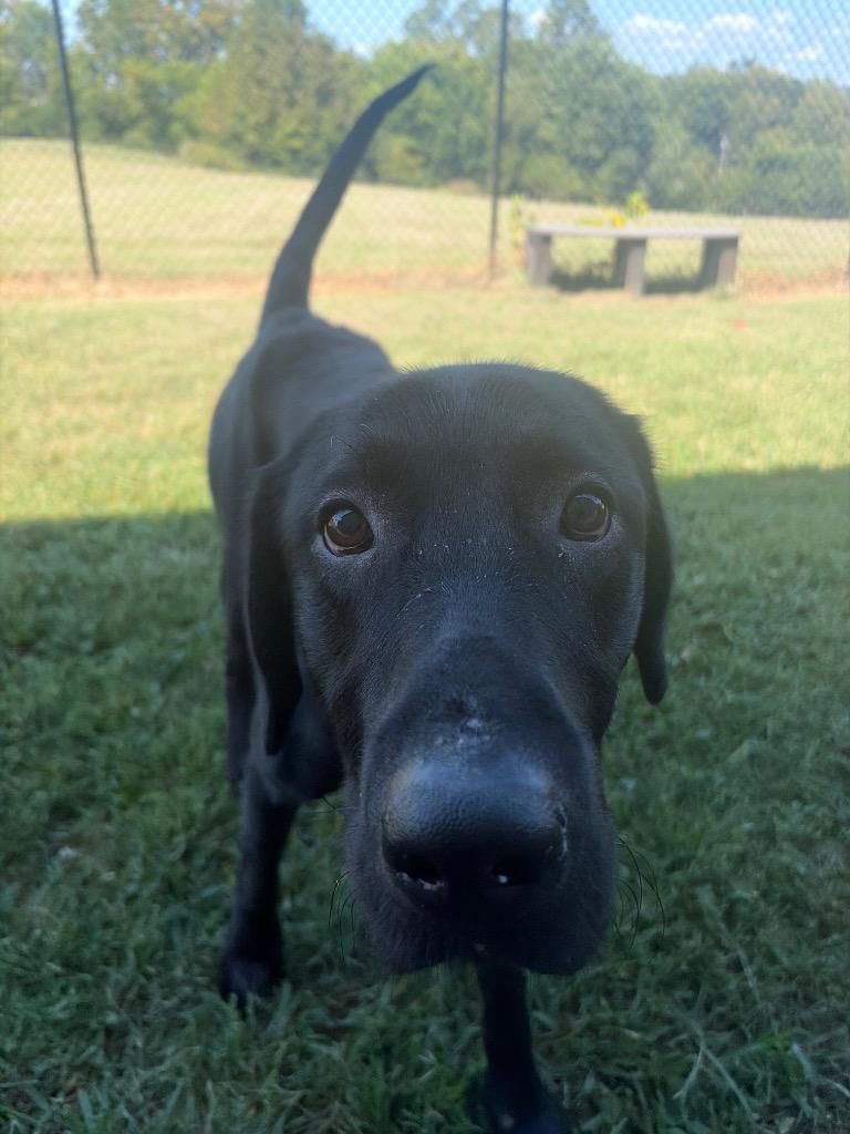 Dax, Adoptable, Senior Male Mixed Breed.