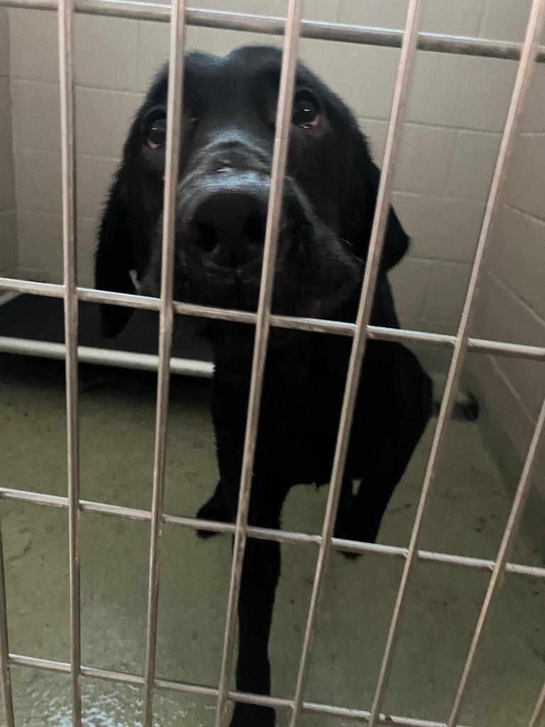 Enlarge Dax, a Adoptable mixed breed in Gallatin, TN image 2/3
