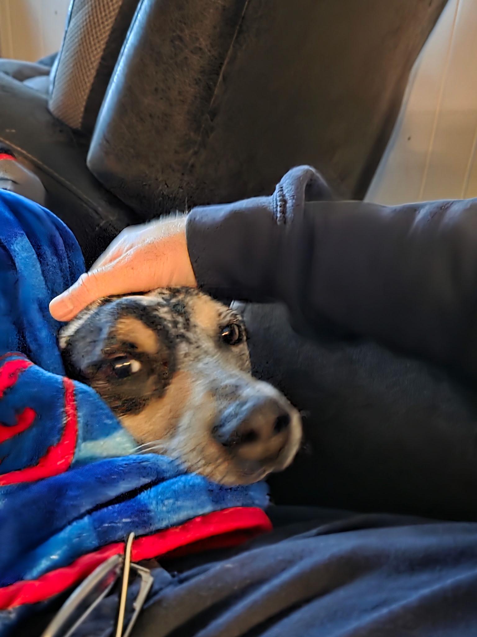 Dakota , ADOPTABLE, Adult Female Australian Cattle Dog / Blue Heeler & Australian Shepherd.