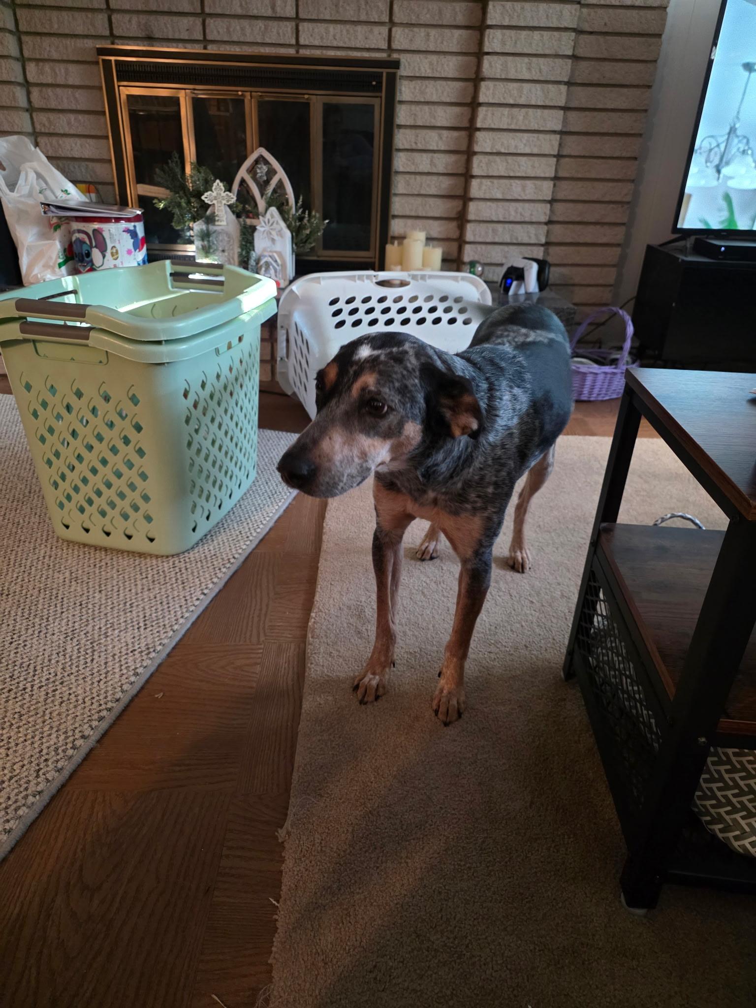 Enlarge Dakota , a ADOPTABLE mixed breed in White Lake, MI image 2/4