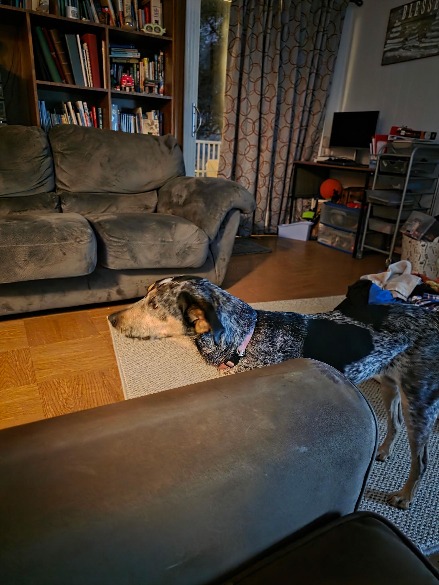 Enlarge Dakota , a ADOPTABLE mixed breed in White Lake, MI image 3/4