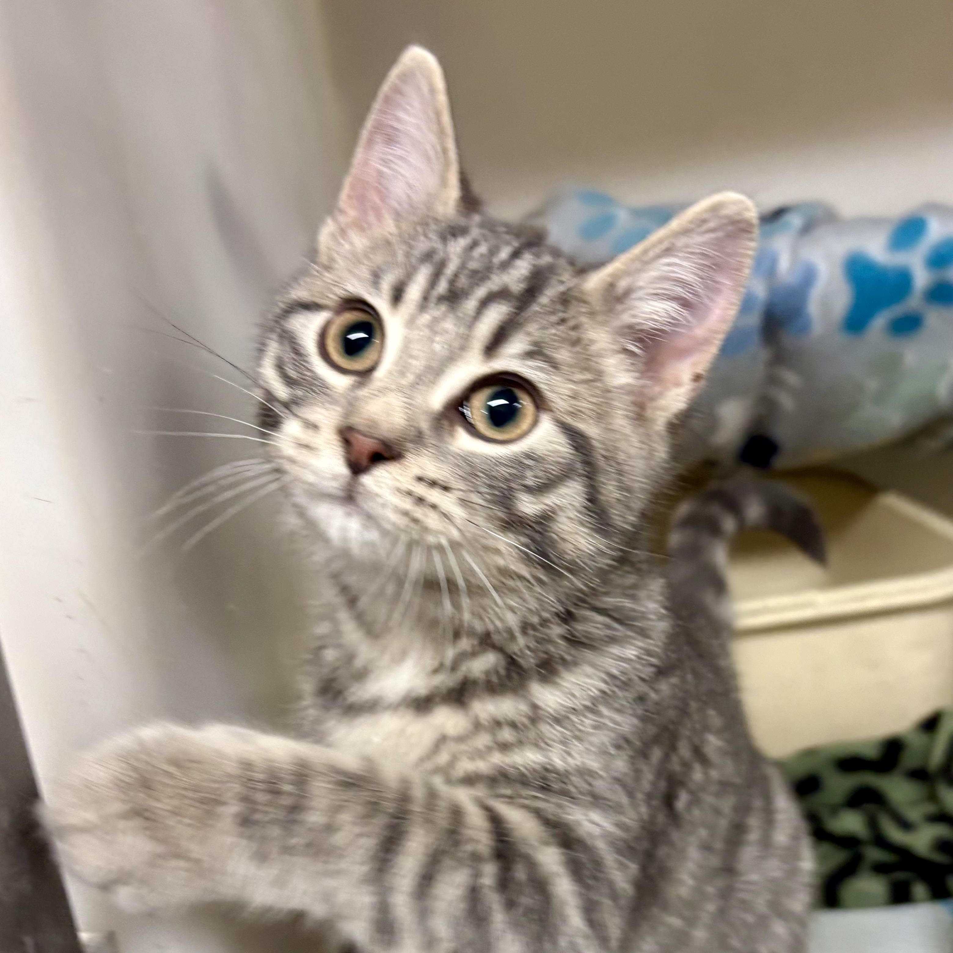 Hunter , ADOPTABLE, Young Male Domestic Short Hair.