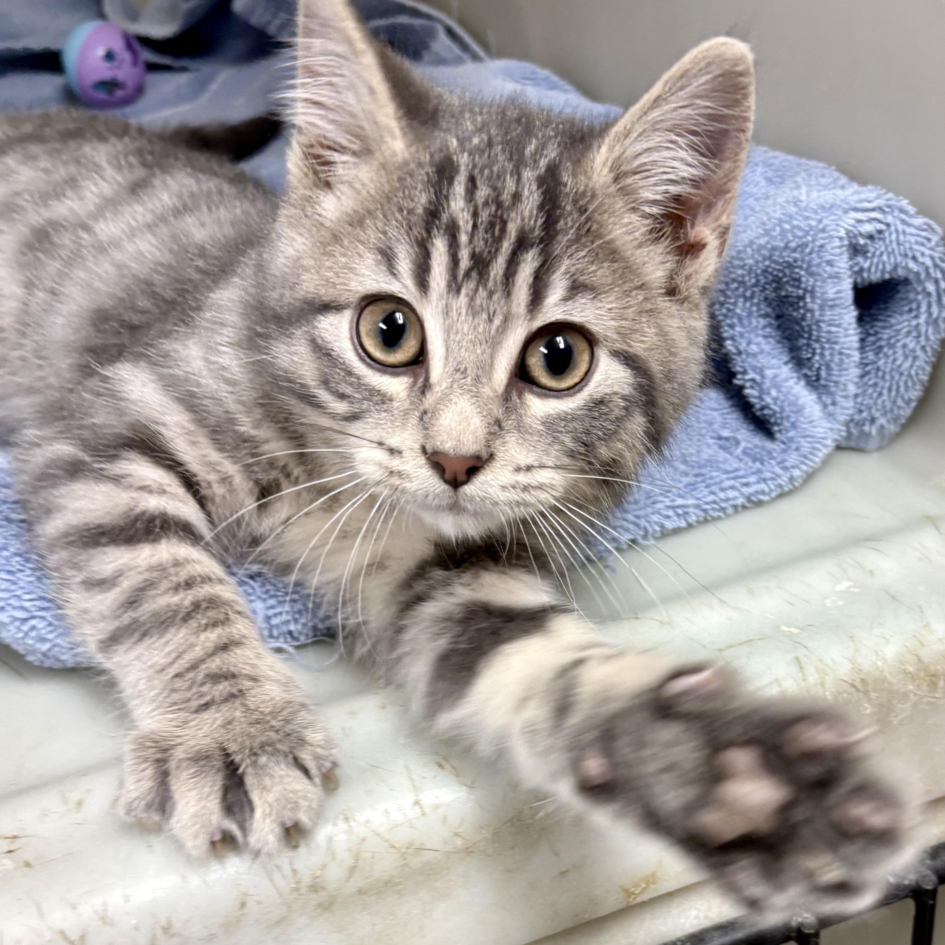 Hunter , ADOPTABLE, Kitten Male Domestic Short Hair.