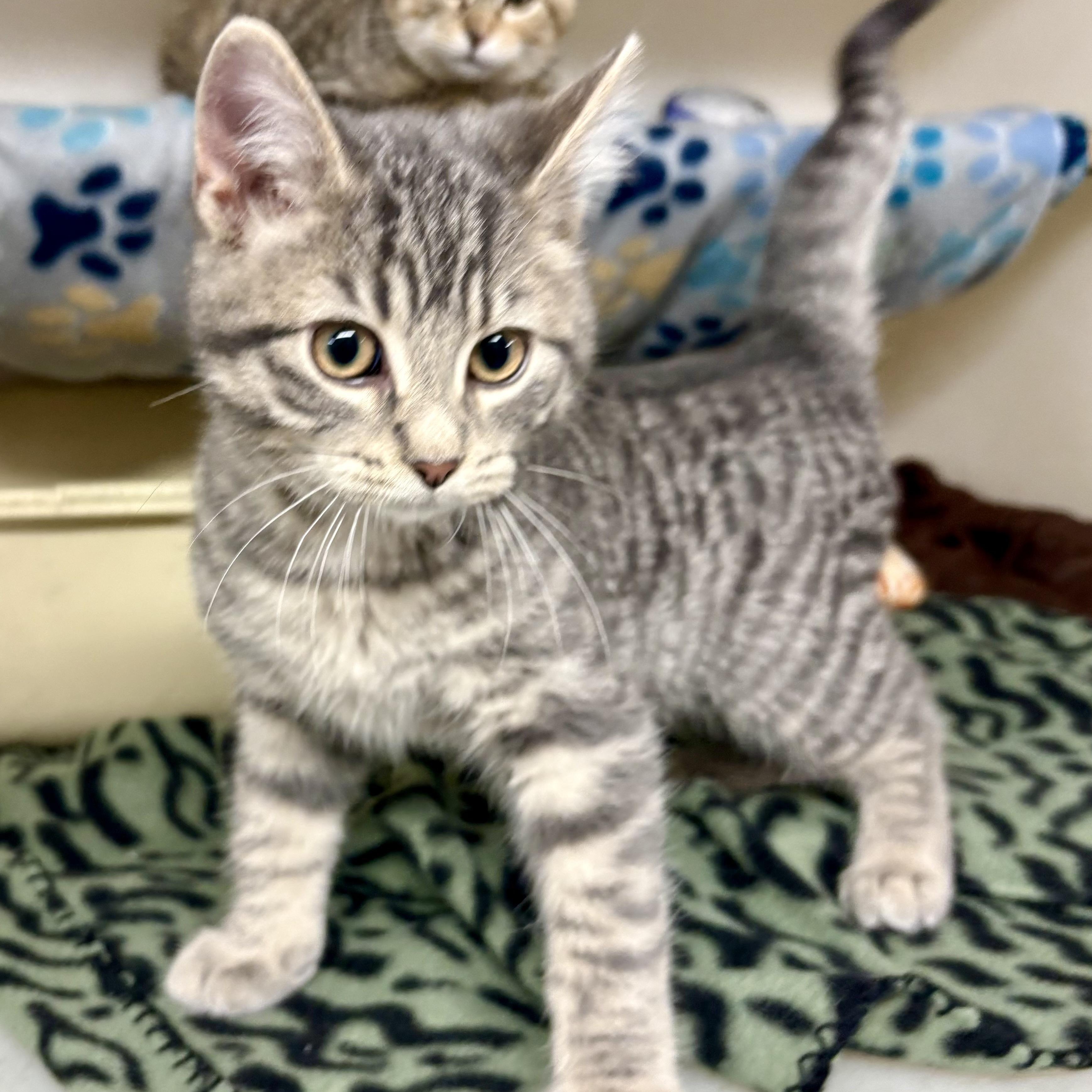 Enlarge Hunter , an adopted mixed breed in Charles City, IA image 4/4