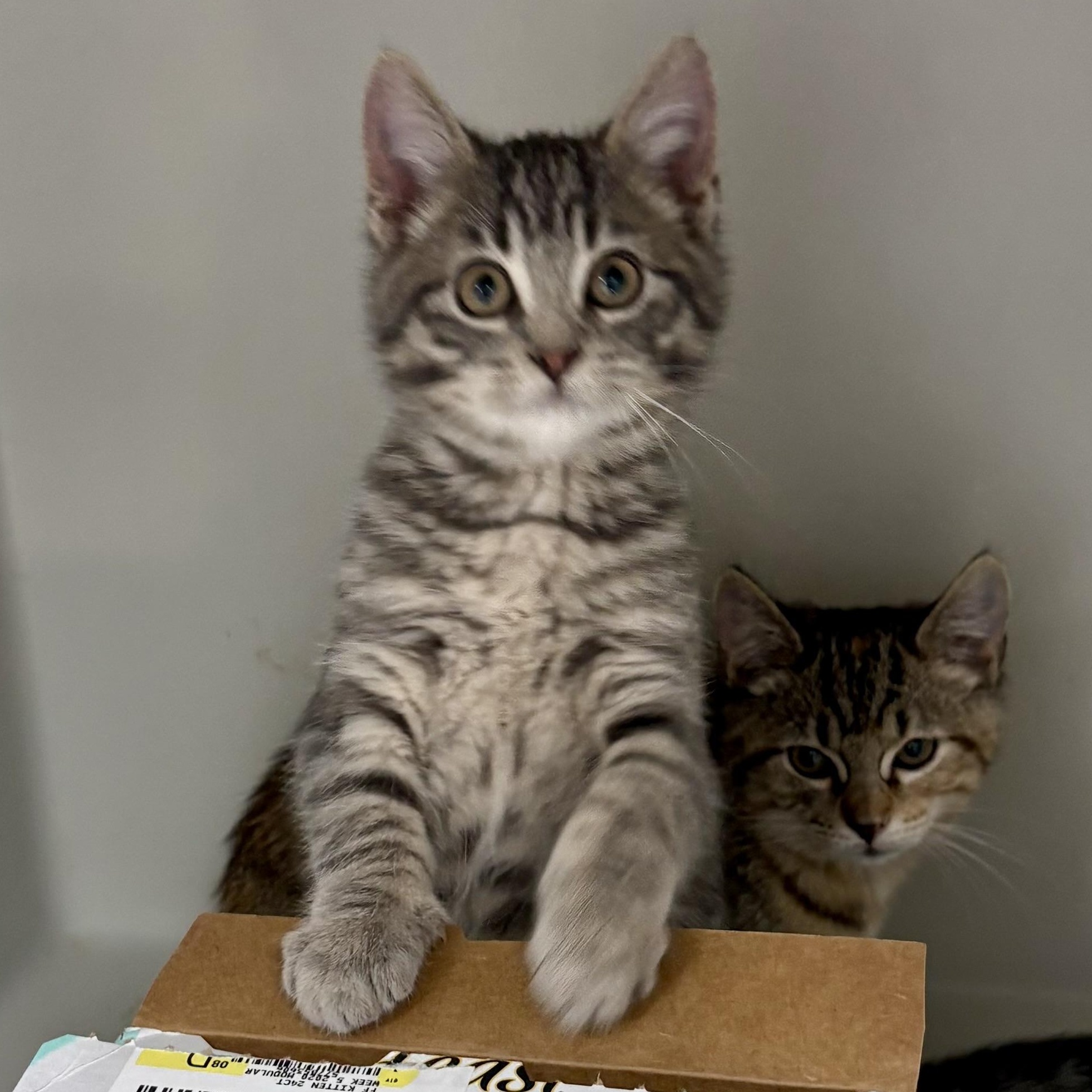 Enlarge Hunter , an adopted mixed breed in Charles City, IA image 2/4