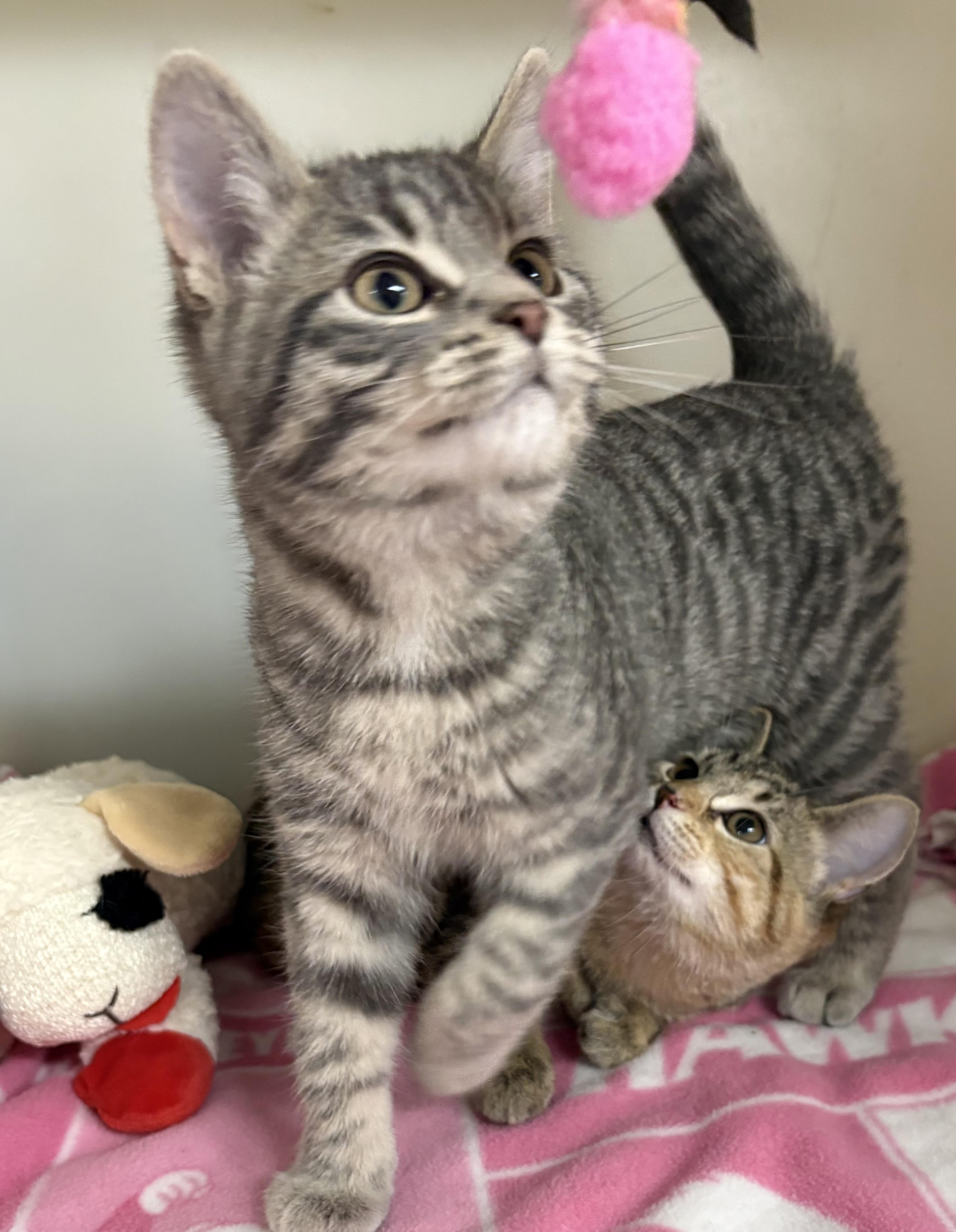 Enlarge Hunter , an adopted mixed breed in Charles City, IA image 3/4