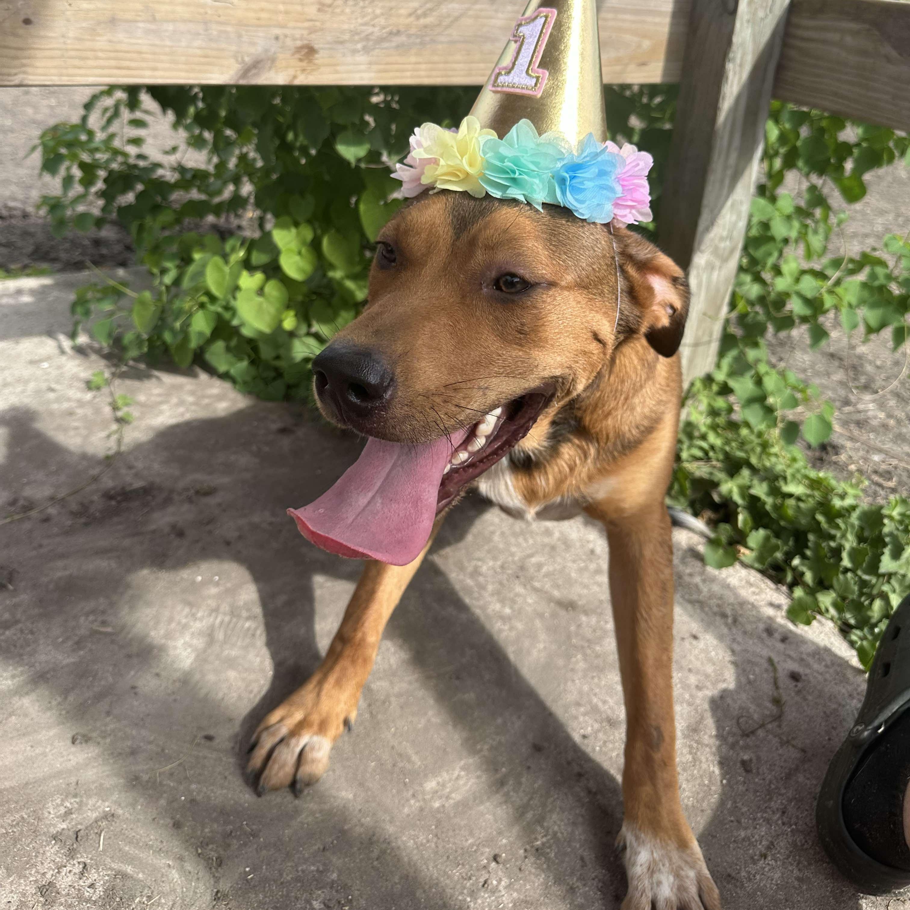 Butter Bean, a Adoptable mixed breed in Darien, CT image 4/6