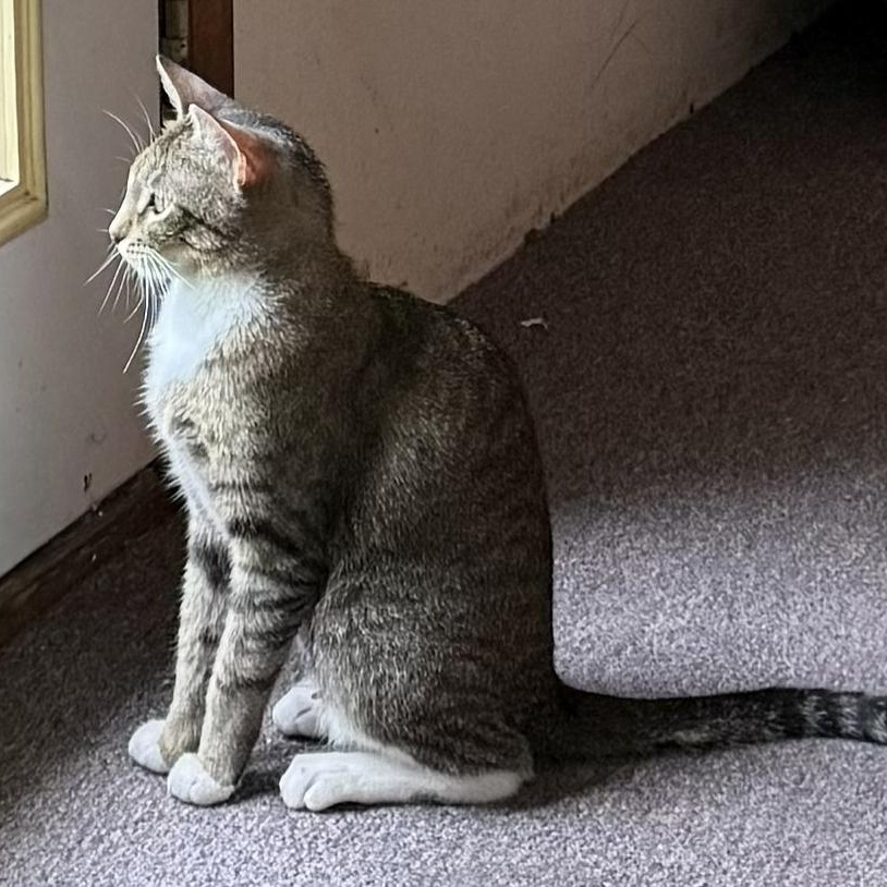Oregon, ADOPTABLE, Adult Female Domestic Short Hair.