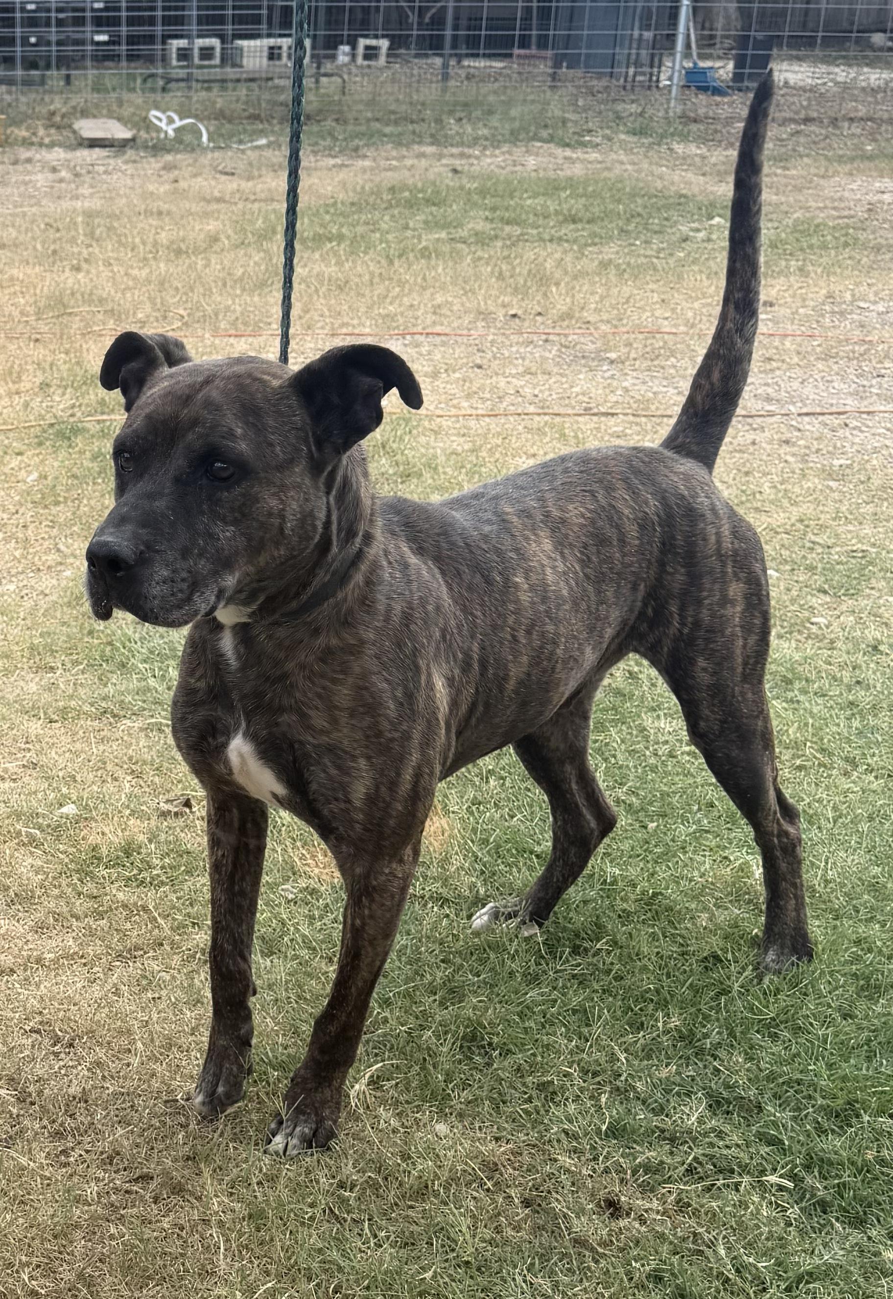 Jack, Adoptable, Adult Male Labrador Retriever & American Staffordshire Terrier.
