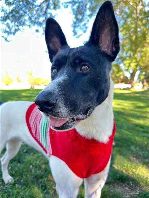 BERT, Adoptable, Young Male Parson Russell Terrier & Mixed Breed.
