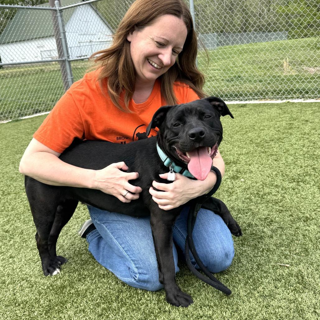 Opal, Adoptable, Young Female Pit Bull Terrier.