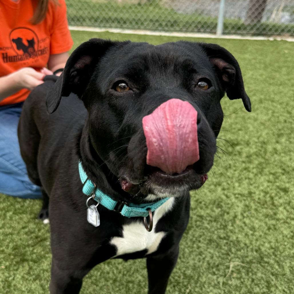 Enlarge Opal, a Adoptable Pit Bull Terrier in Nashville, IN image 2/6