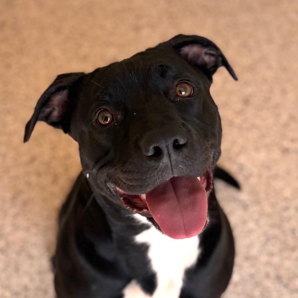 Opal, Adoptable, Young Female Pit Bull Terrier.