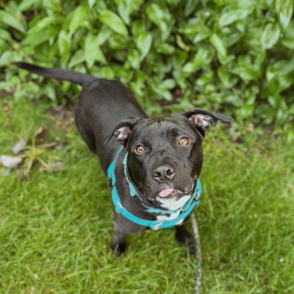 Opal, a Adoptable Pit Bull Terrier in Nashville, IN image 2/6