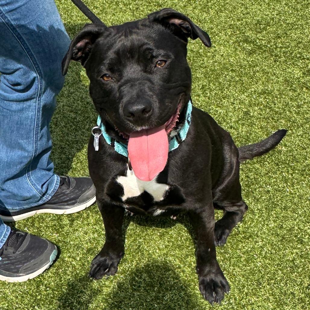 Enlarge Opal, a Adoptable Pit Bull Terrier in Nashville, IN image 4/6