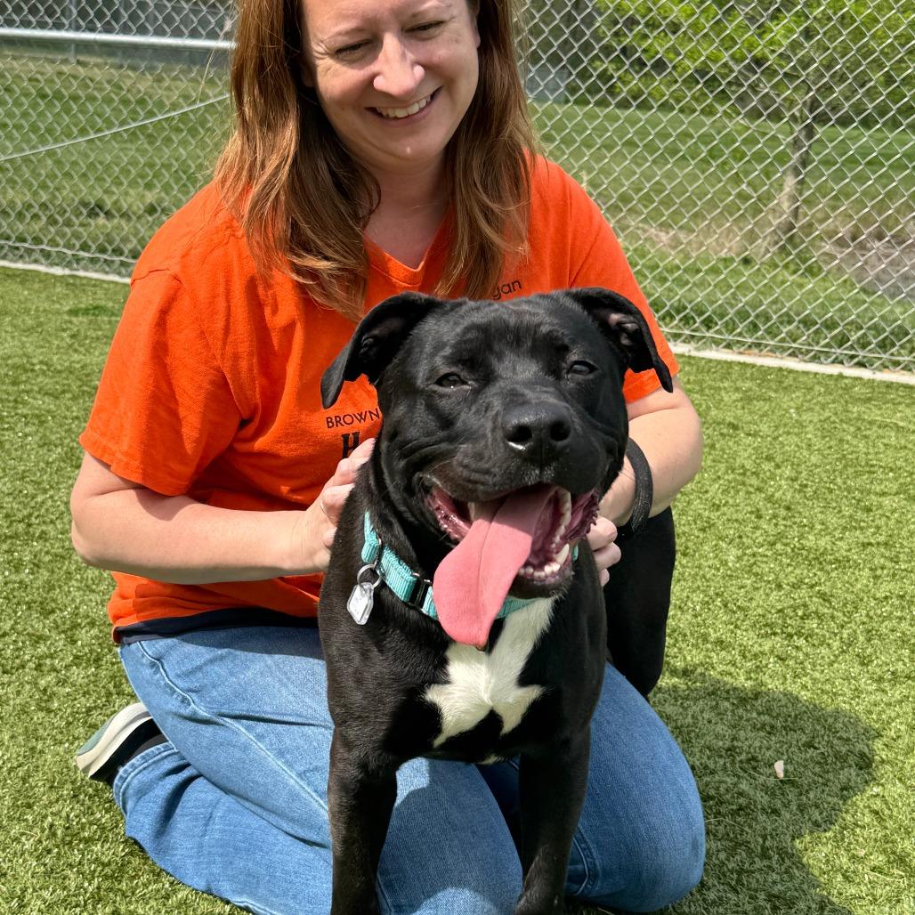 Enlarge Opal, a Adoptable Pit Bull Terrier in Nashville, IN image 6/6