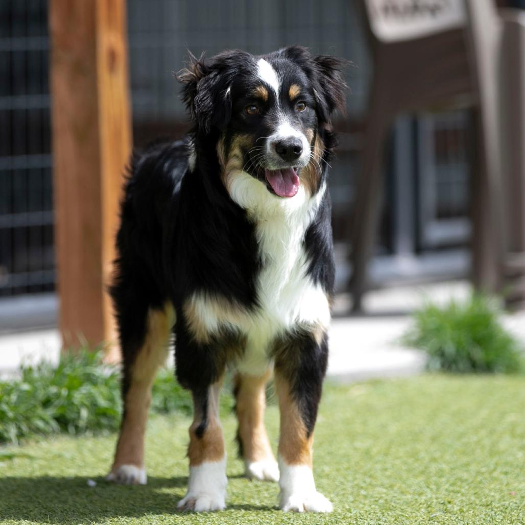 Stetson (MR26-97), Adoptable, Young Male Australian Shepherd.
