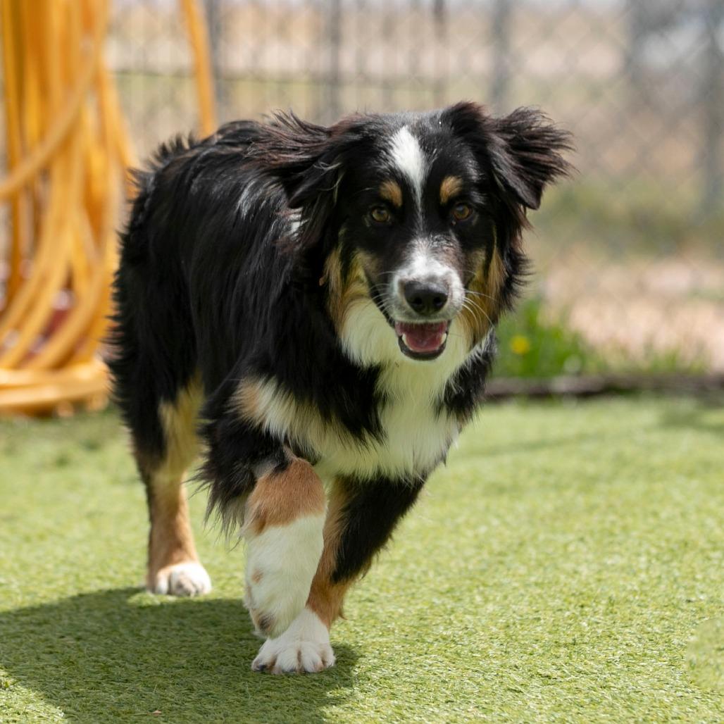 Enlarge Stetson (MR26-97), a Adoptable Australian Shepherd in Peyton, CO image 2/6