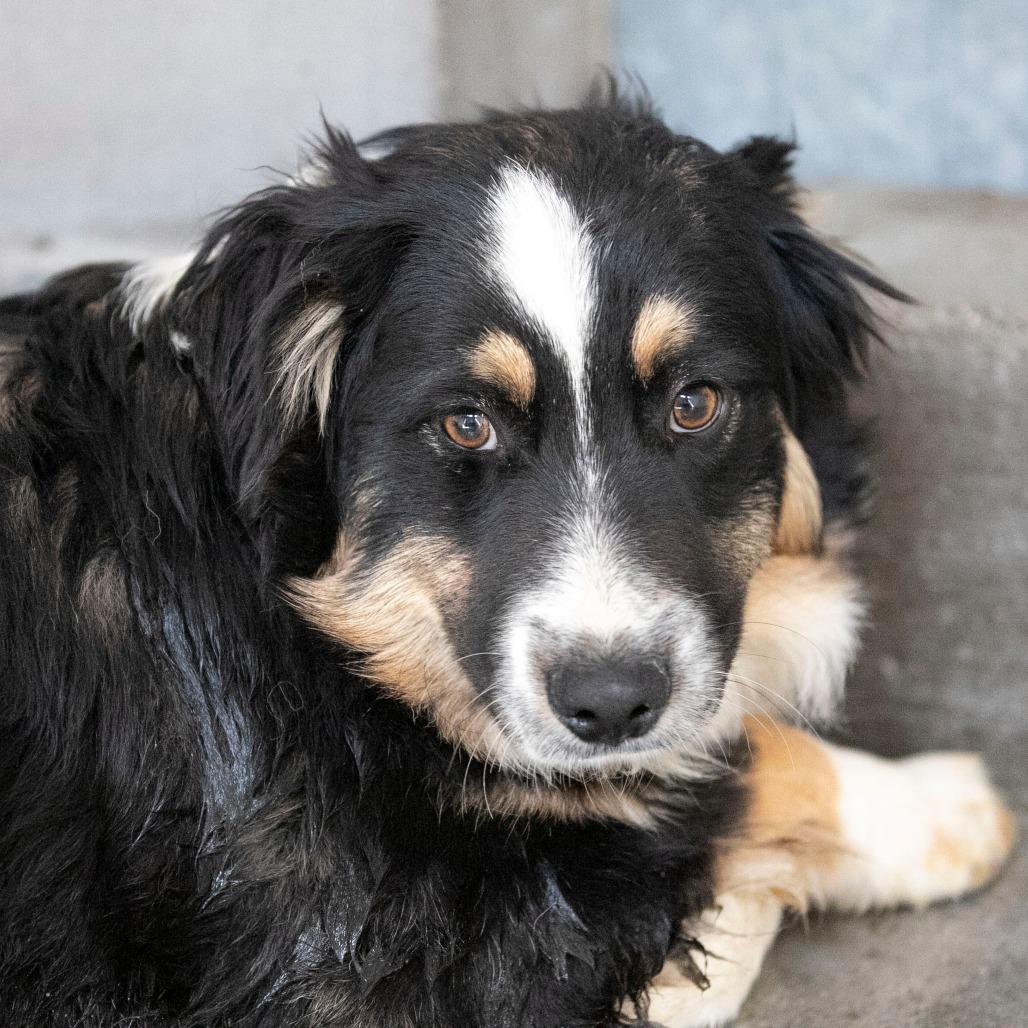 Enlarge Stetson (MR26-97), a Adoptable Australian Shepherd in Peyton, CO image 1/4