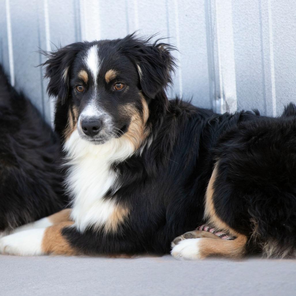 Enlarge Stetson (MR26-97), a Adoptable Australian Shepherd in Peyton, CO image 2/4