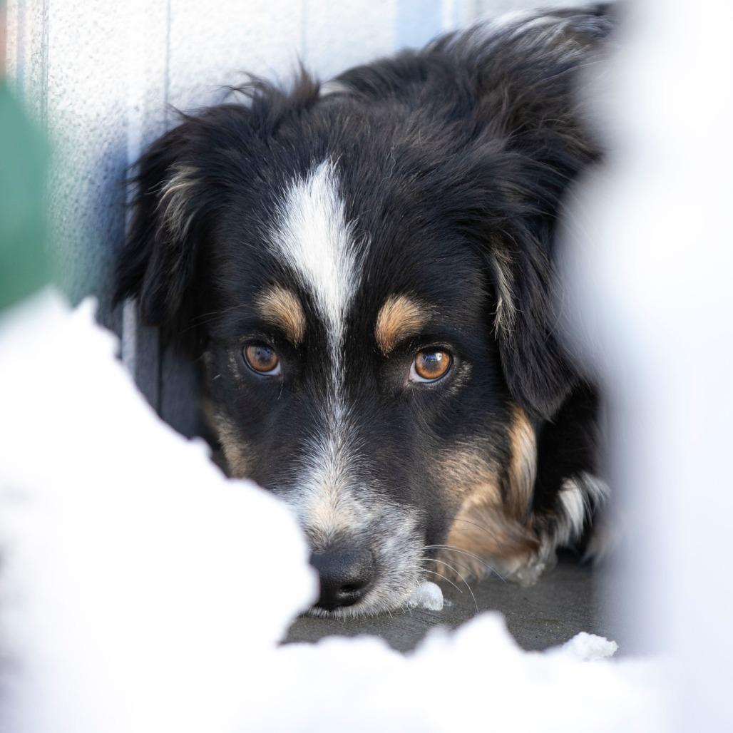 Enlarge Stetson (MR26-97), a Adoptable Australian Shepherd in Peyton, CO image 3/4
