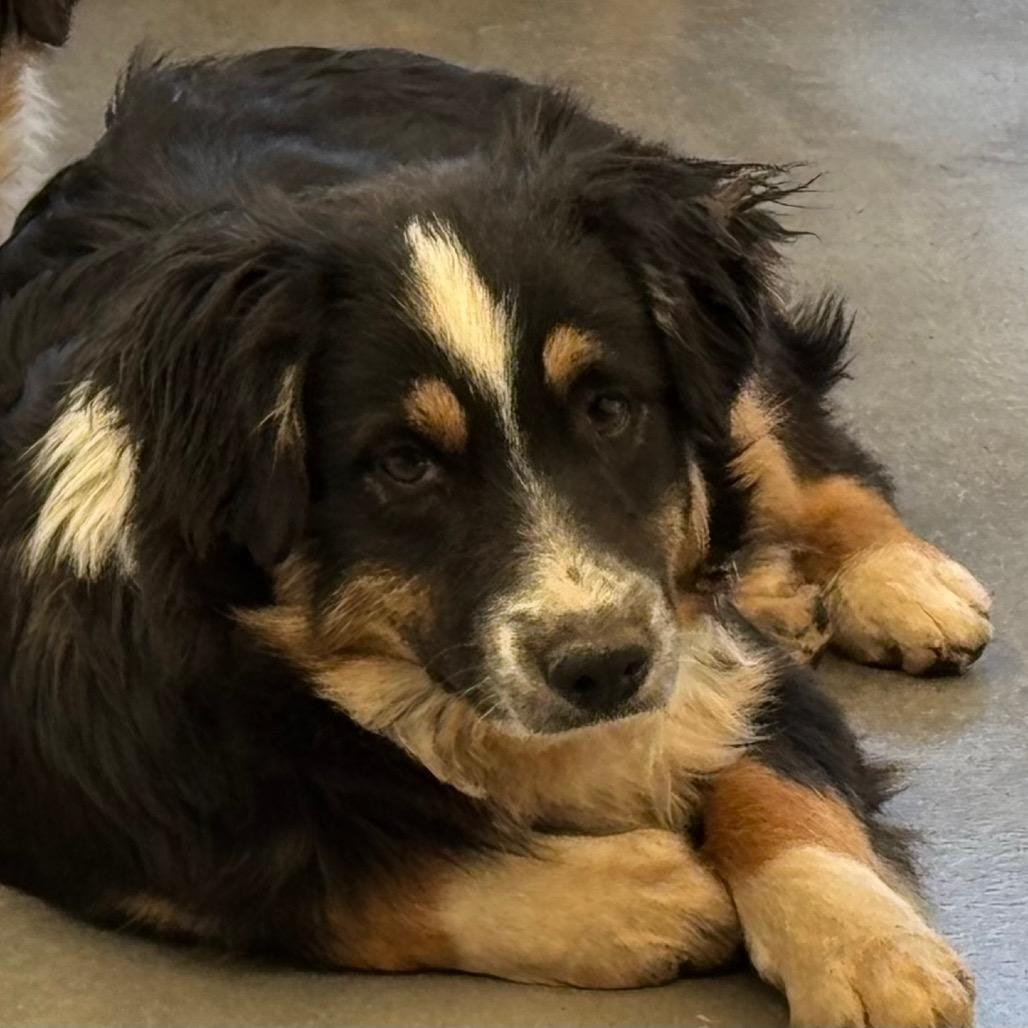 Enlarge Stetson (MR26-97), a Adoptable Australian Shepherd in Peyton, CO image 4/4