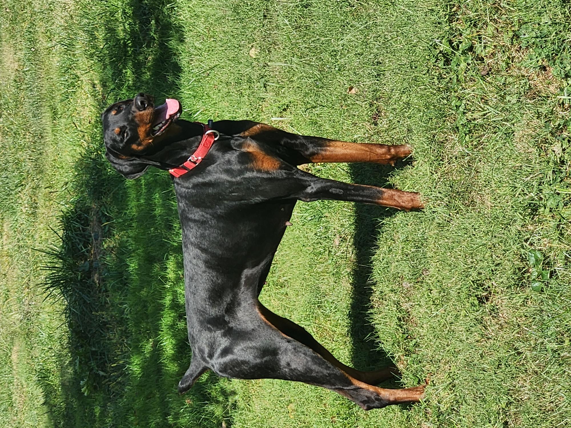 Dog for adoption Ruby, a Doberman Pinscher in Phoenixville, PA