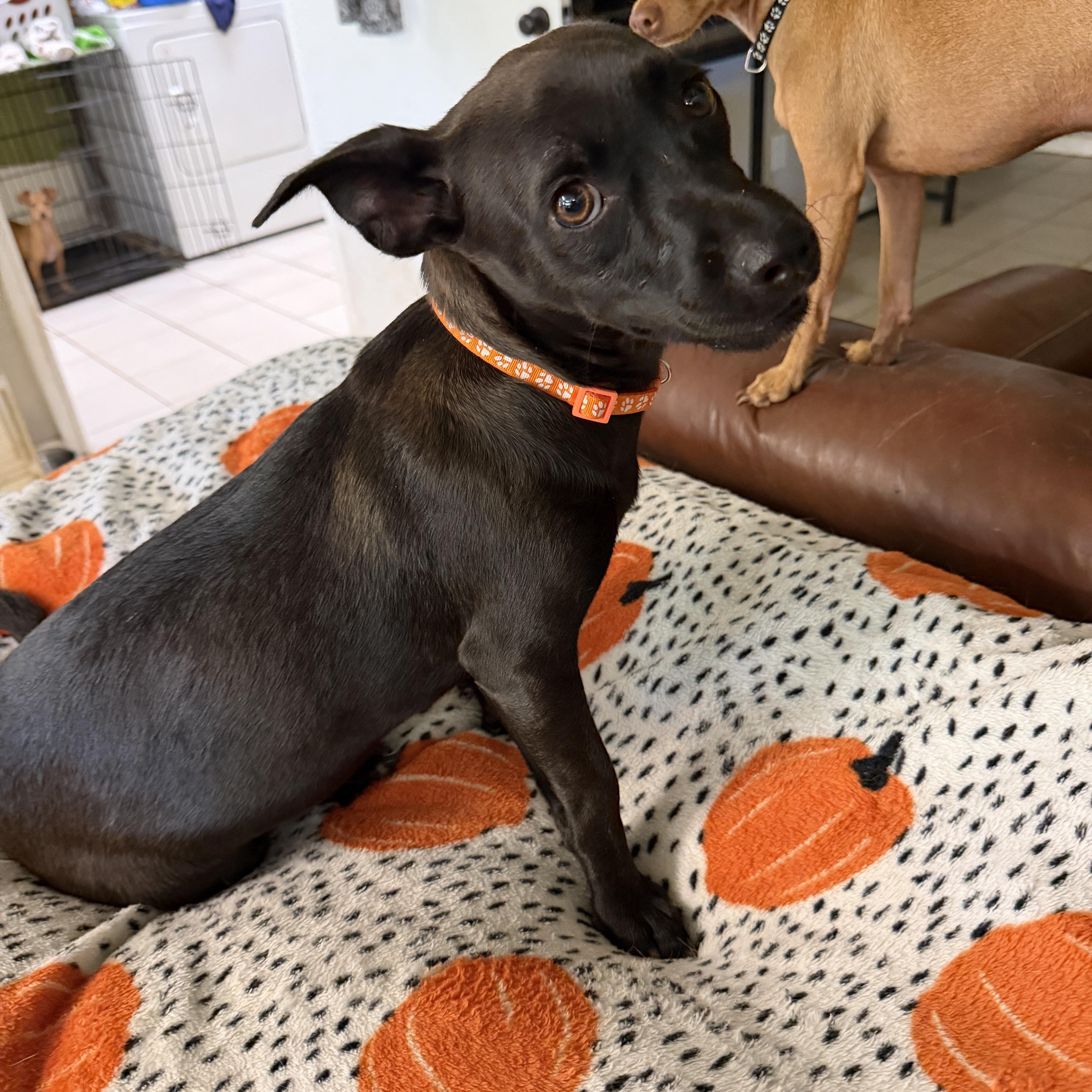 Dolly, Adoptable, Young Female German Pinscher & Dachshund.