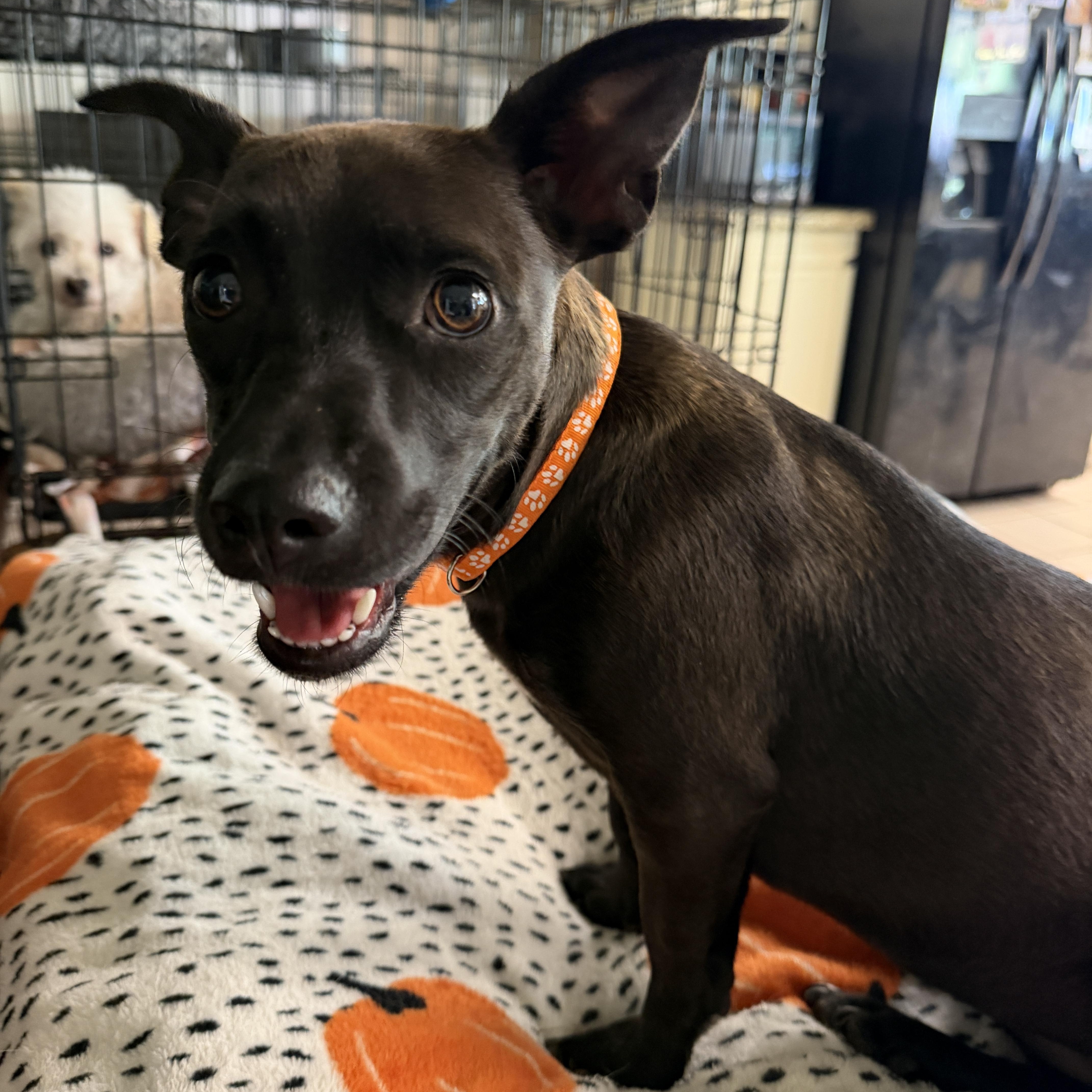 Enlarge Dolly, a Adoptable mixed breed in Gilbert, AZ image 2/3