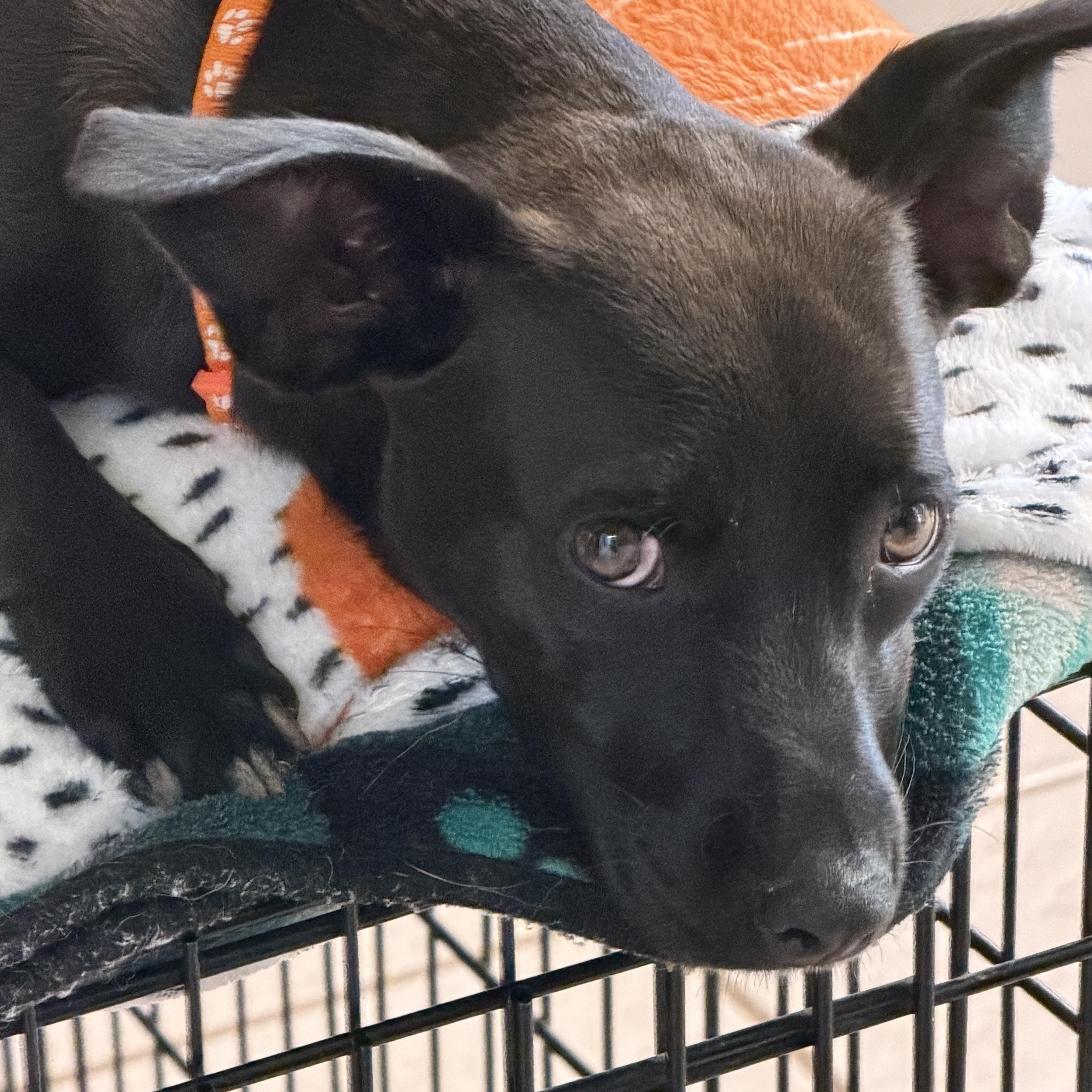 Enlarge Dolly, a Adoptable mixed breed in Gilbert, AZ image 3/3