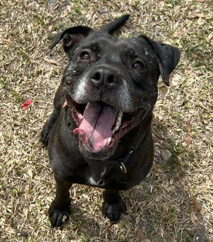 Zeuss, Adoptable, Young Male Terrier & Mixed Breed.
