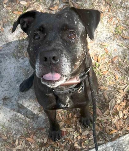 Enlarge Zeuss, a Adoptable mixed breed in Palm Coast, FL image 2/3
