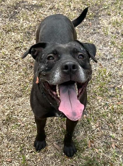 Enlarge Zeuss, a Adoptable mixed breed in Palm Coast, FL image 3/3