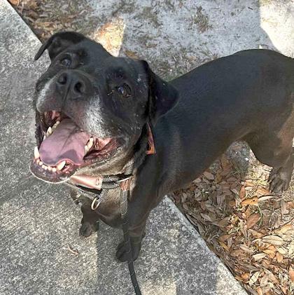 Enlarge Zeuss, a Adoptable mixed breed in Palm Coast, FL image 3/3