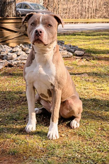 Cheese, adopted, Adult Male American Staffordshire Terrier.
