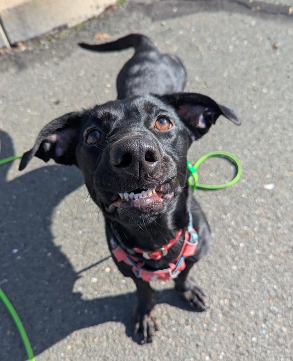 Enlarge Noodle, a Adoptable mixed breed in Santa Rosa, CA image 2/4